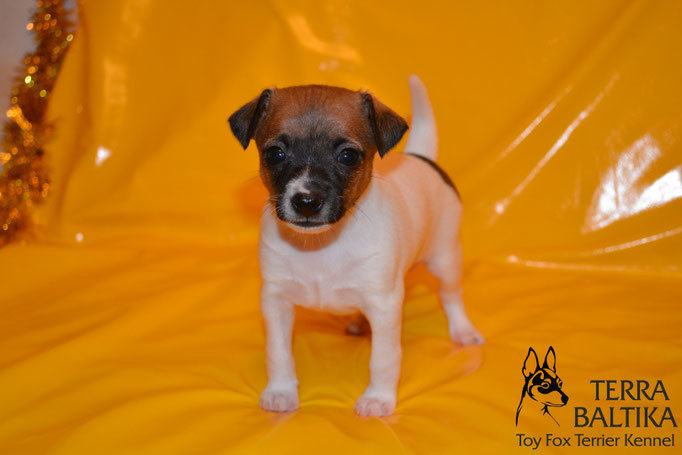 #тойфокстерьер #амертой #террабалтика #toyfoxterrier #terrabaltika #puppies #kennel