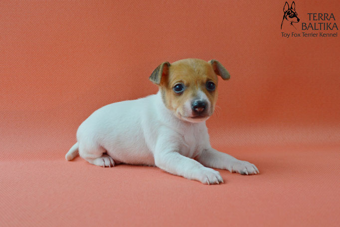 той-фокстерьер, той-фокс, амертой, американский той-фокстерьер, toy fox terrier, terra baltika, терра балтика