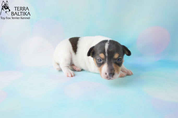 #тойфокстерьер #амертой #террабалтика #toyfoxterrier #terrabaltika #puppies #kennel