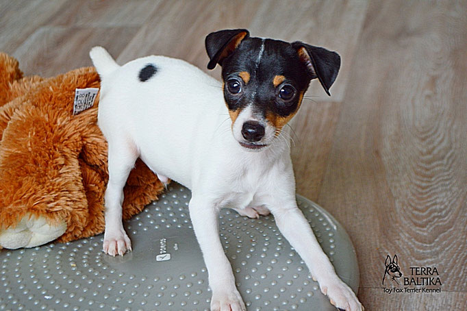 #тойфокстерьер #амертой #террабалтика #toyfoxterrier #terrabaltika #puppies #kennel