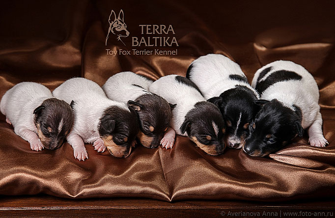 #тойфокстерьер #амертой #террабалтика #toyfoxterrier #terrabaltika #puppies #kennel