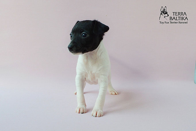 #тойфокстерьер #амертой #террабалтика #toyfoxterrier #terrabaltika #puppies #kennel