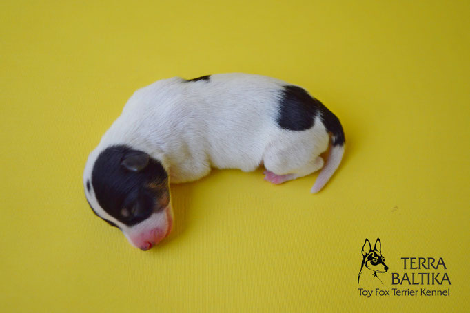 #тойфокстерьер #амертой #террабалтика #toyfoxterrier #terrabaltika #puppies #kennel #маленькаясобака #минипорода #маленькаяпородасобак #собачканамаленькихножках #американскийтойфокстерьер #тойфокс #americantoyfoxterrier