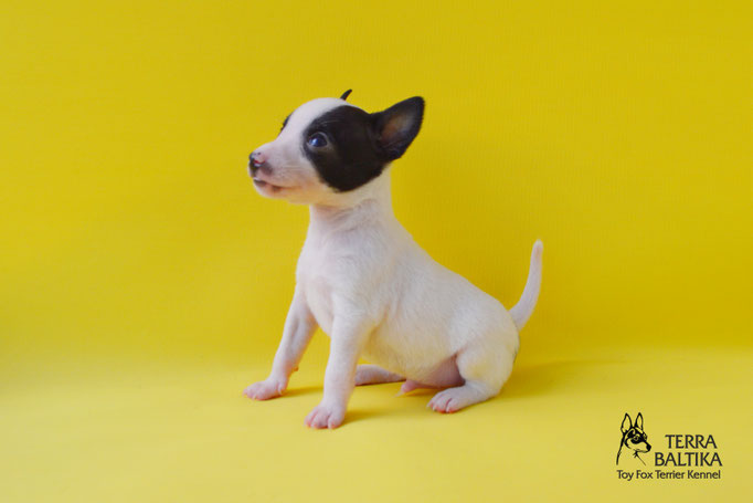 #тойфокстерьер #амертой #террабалтика #toyfoxterrier #terrabaltika #puppies #kennel