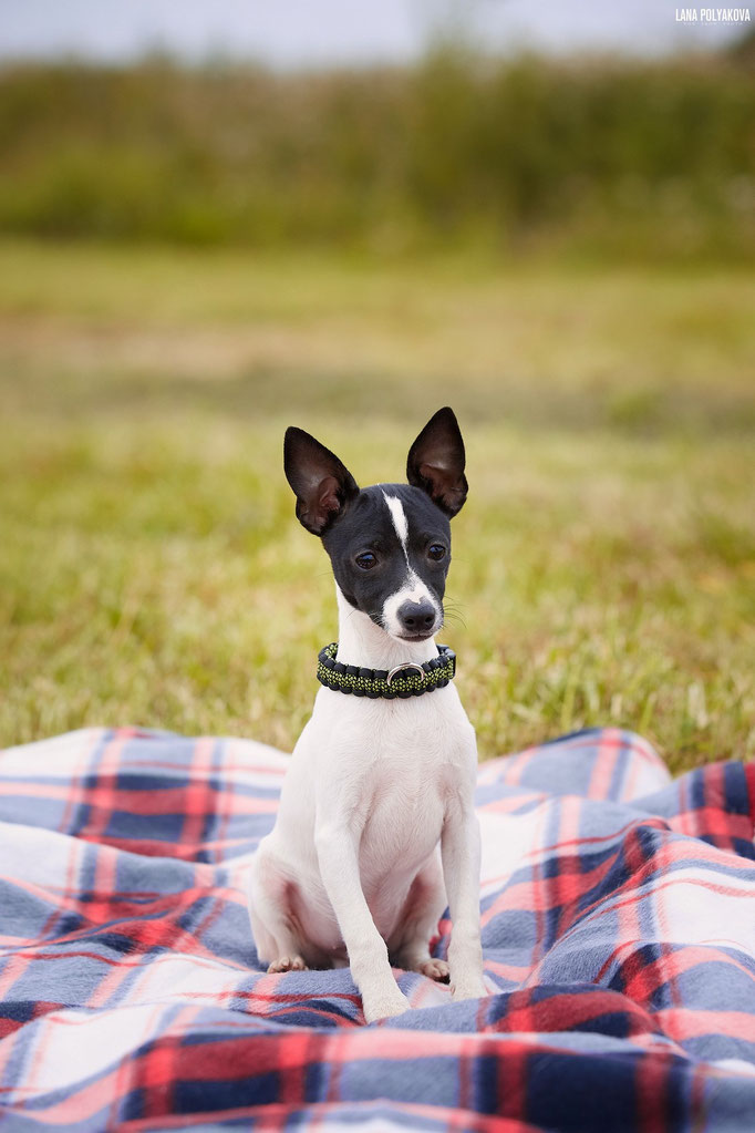 #тойфокстерьер #амертой #террабалтика #toyfoxterrier #terrabaltika #puppies #kennel
