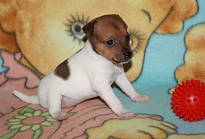 #тойфокстерьер #амертой #террабалтика #toyfoxterrier #terrabaltika #puppies #kennel
