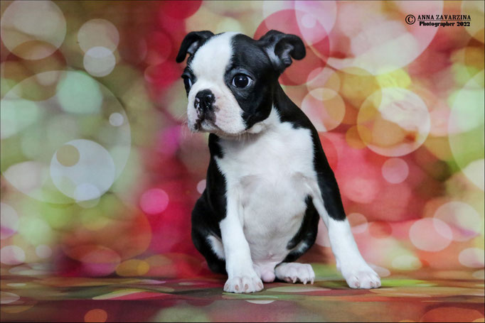 Бостон терьер, бостонский терьер, Boston terrier, щенки бостона, питомник бостон терьеров, Terra Baltika, Терра Балтика