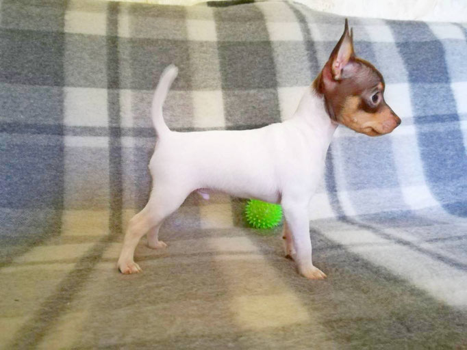 #тойфокстерьер #амертой #террабалтика #toyfoxterrier #terrabaltika #puppies #kennel