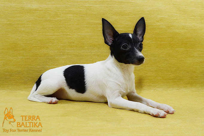 #тойфокстерьер #амертой #террабалтика #toyfoxterrier #terrabaltika #puppies #kennel