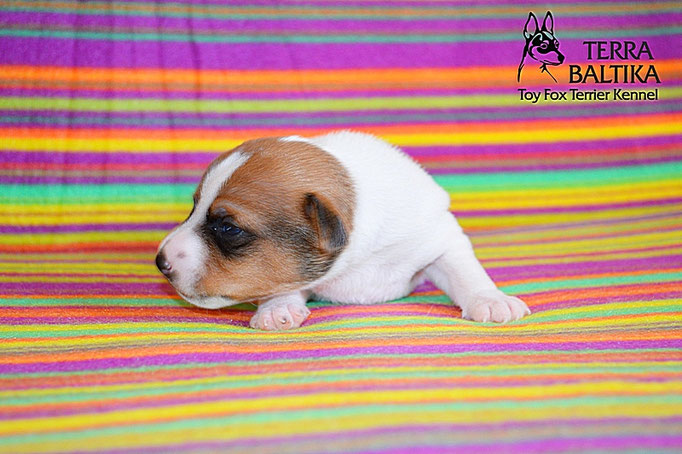 #тойфокстерьер #амертой #террабалтика #toyfoxterrier #terrabaltika #puppies #kennel