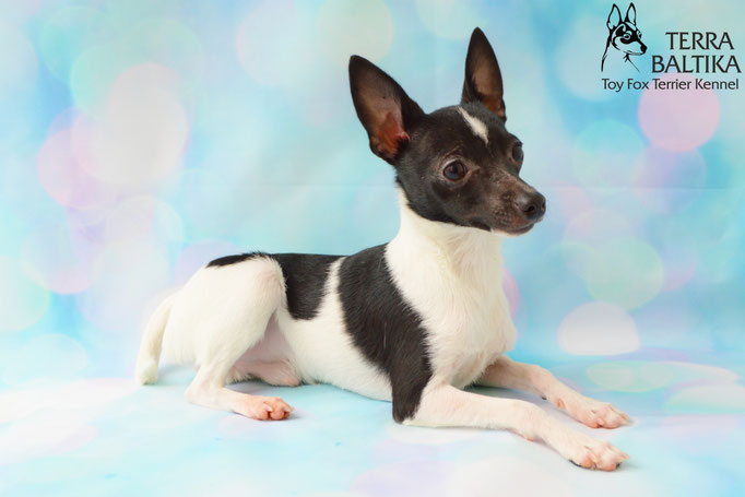 #тойфокстерьер #амертой #террабалтика #toyfoxterrier #terrabaltika #puppies #kennel