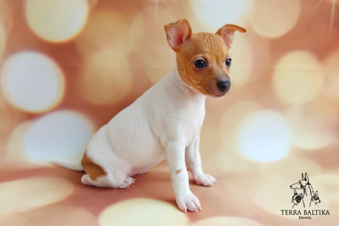 Той-фокстерьер, той-фокс, амертой, тфт, американский той-фокстерьер, Toy fox Terrier