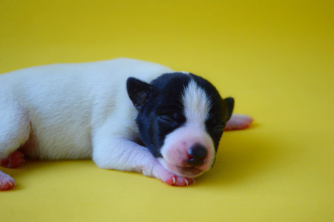 #тойфокстерьер #амертой #террабалтика #toyfoxterrier #terrabaltika #puppies #kennel