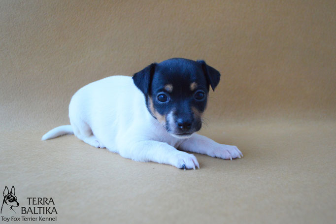 #тойфокстерьер #амертой #террабалтика #toyfoxterrier #terrabaltika #puppies #kennel #маленькаясобака #минипорода #маленькаяпородасобак #собачканамаленькихножках #американскийтойфокстерьер #тойфокс #americantoyfoxterrier