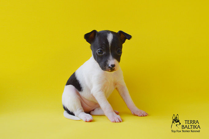 #тойфокстерьер #амертой #террабалтика #toyfoxterrier #terrabaltika #puppies #kennel