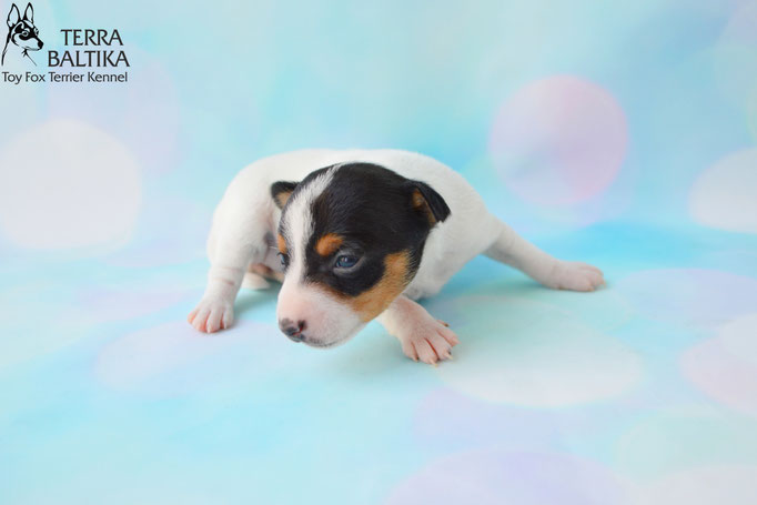 #тойфокстерьер #амертой #террабалтика #toyfoxterrier #terrabaltika #puppies #kennel