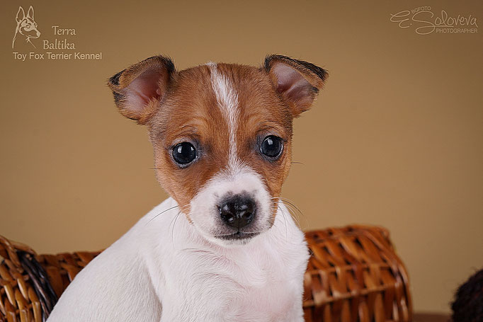 #тойфокстерьер #амертой #террабалтика #toyfoxterrier #terrabaltika #puppies #kennel