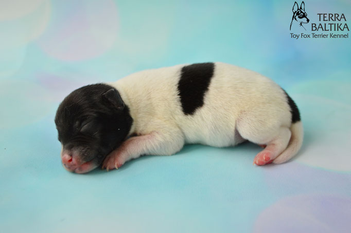 #тойфокстерьер #амертой #террабалтика #toyfoxterrier #terrabaltika #puppies #kennel