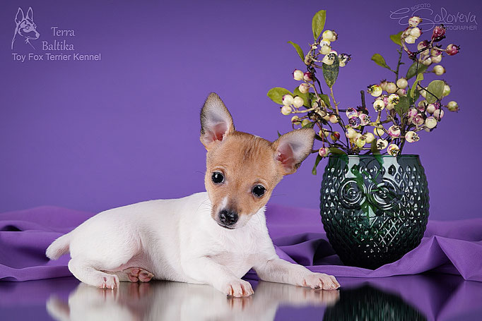 #тойфокстерьер #амертой #террабалтика #toyfoxterrier #terrabaltika #puppies #kennel