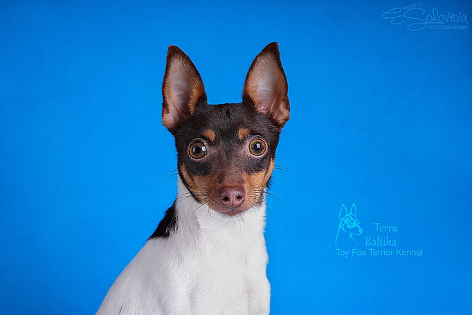 #тойфокстерьер #амертой #террабалтика #toyfoxterrier #terrabaltika #puppies #kennel