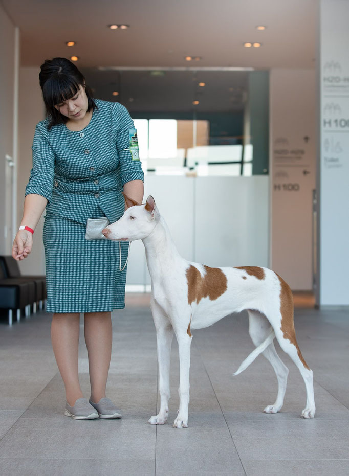 Поденко ибиценко, ибицкая борзая, ивисская борзая, ибизан, Podenco Ibicenco, Ibizan Hound, Terra Baltika, Терра Балтика