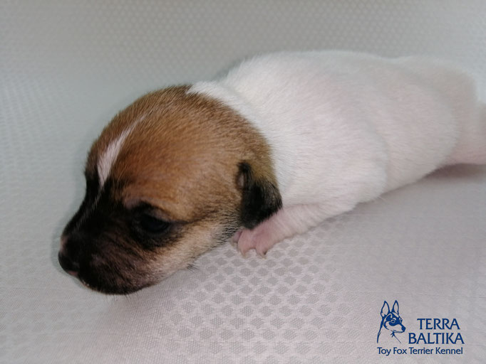 #тойфокстерьер #амертой #террабалтика #toyfoxterrier #terrabaltika #puppies #kennel #маленькаясобака #минипорода #маленькаяпородасобак #собачканамаленькихножках #американскийтойфокстерьер #тойфокс #americantoyfoxterrier