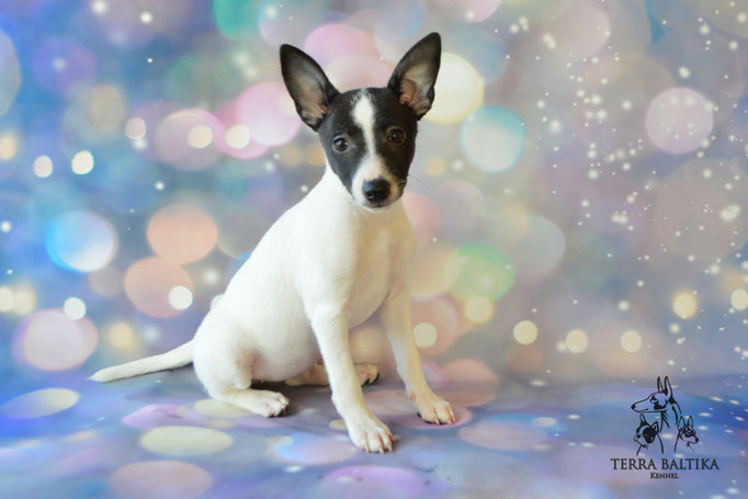 Той-фокстерьер, той-фокс, амертой, американский той-фокстерьер, Toy Fox Terrier