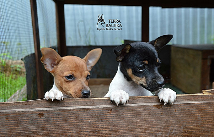 #тойфокстерьер #амертой #террабалтика #toyfoxterrier #terrabaltika #puppies #kennel
