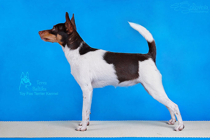 #тойфокстерьер #амертой #террабалтика #toyfoxterrier #terrabaltika #puppies #kennel