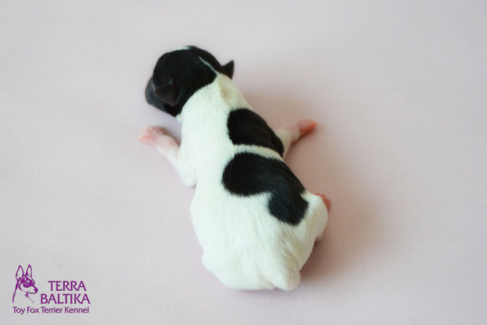 #тойфокстерьер #амертой #террабалтика #toyfoxterrier #terrabaltika #puppies #kennel