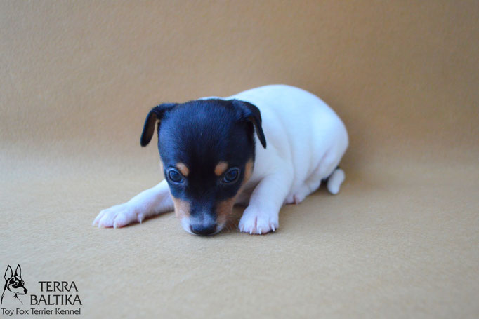 #тойфокстерьер #амертой #террабалтика #toyfoxterrier #terrabaltika #puppies #kennel #маленькаясобака #минипорода #маленькаяпородасобак #собачканамаленькихножках #американскийтойфокстерьер #тойфокс #americantoyfoxterrier