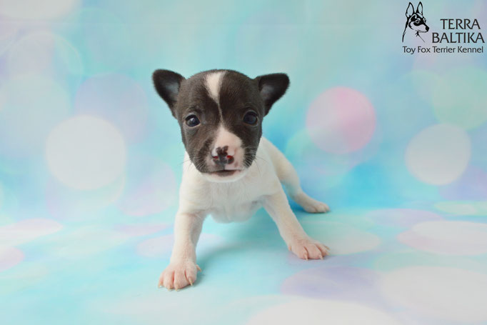 #тойфокстерьер #амертой #террабалтика #toyfoxterrier #terrabaltika #puppies #kennel