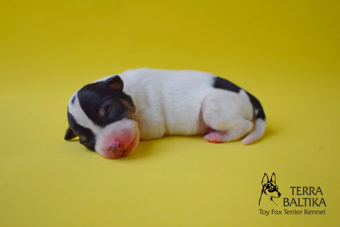 #тойфокстерьер #амертой #террабалтика #toyfoxterrier #terrabaltika #puppies #kennel #маленькаясобака #минипорода #маленькаяпородасобак #собачканамаленькихножках #американскийтойфокстерьер #тойфокс #americantoyfoxterrier