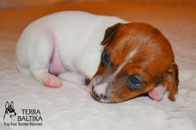 #тойфокстерьер #амертой #террабалтика #toyfoxterrier #terrabaltika #puppies #kennel