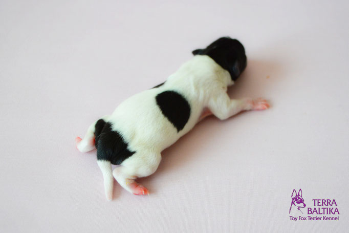 #тойфокстерьер #амертой #террабалтика #toyfoxterrier #terrabaltika #puppies #kennel