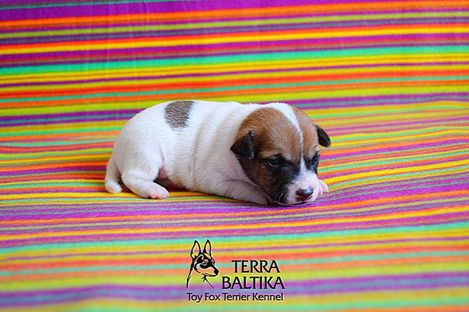 #тойфокстерьер #амертой #террабалтика #toyfoxterrier #terrabaltika #puppies #kennel