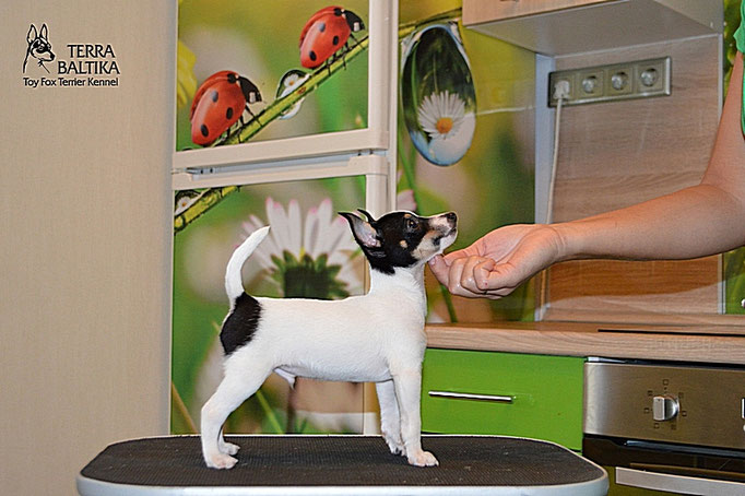 #тойфокстерьер #амертой #террабалтика #toyfoxterrier #terrabaltika #puppies #kennel