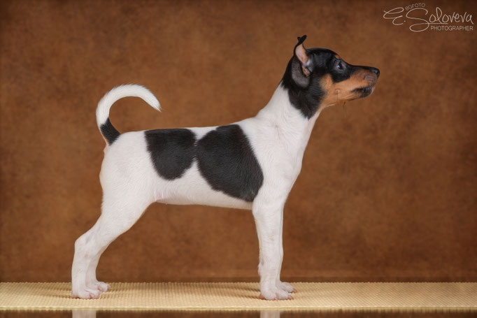#тойфокстерьер #амертой #террабалтика #toyfoxterrier #terrabaltika #puppies #kennel #маленькаясобака #минипорода #маленькаяпородасобак #собачканамаленькихножках #американскийтойфокстерьер #тойфокс #americantoyfoxterrier