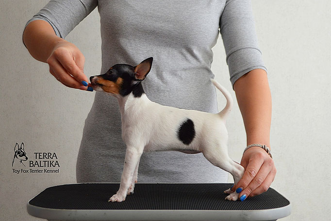 #тойфокстерьер #амертой #террабалтика #toyfoxterrier #terrabaltika #puppies #kennel