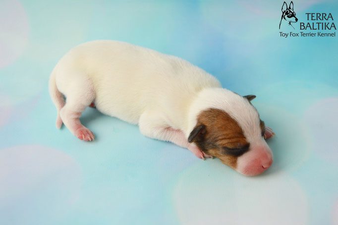 #тойфокстерьер #амертой #террабалтика #toyfoxterrier #terrabaltika #puppies #kennel