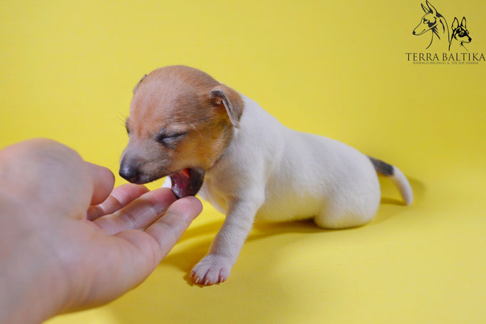 #тойфокстерьер #амертой #террабалтика #toyfoxterrier #terrabaltika #puppies #kennel