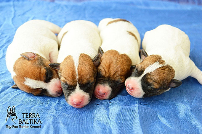 #тойфокстерьер #амертой #террабалтика #toyfoxterrier #terrabaltika #puppies #kennel
