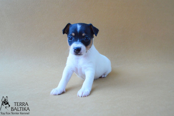 #тойфокстерьер #амертой #террабалтика #toyfoxterrier #terrabaltika #puppies #kennel #маленькаясобака #минипорода #маленькаяпородасобак #собачканамаленькихножках #американскийтойфокстерьер #тойфокс #americantoyfoxterrier