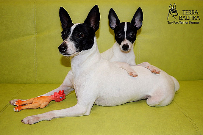 #тойфокстерьер #амертой #террабалтика #toyfoxterrier #terrabaltika #puppies #kennel