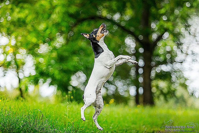 #тойфокстерьер #амертой #террабалтика #toyfoxterrier #terrabaltika #puppies #kennel