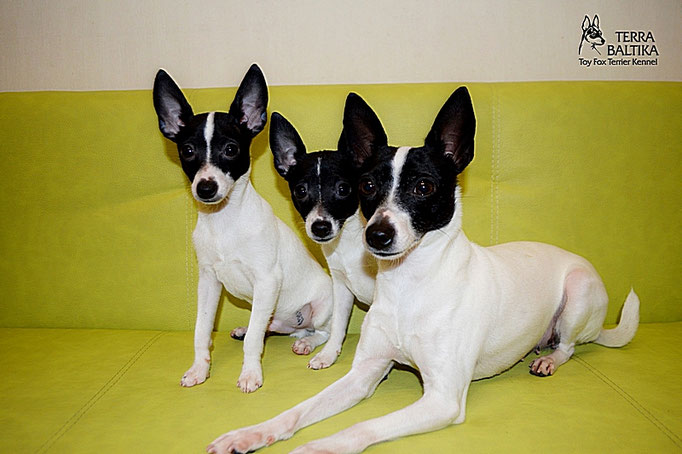 #тойфокстерьер #амертой #террабалтика #toyfoxterrier #terrabaltika #puppies #kennel