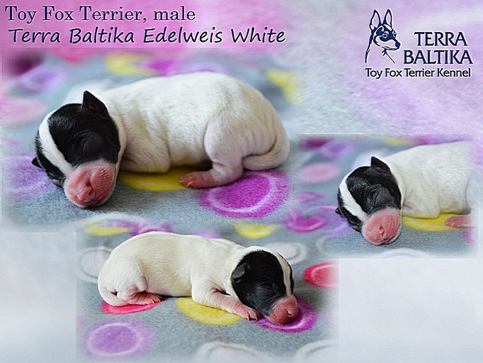 #тойфокстерьер #амертой #террабалтика #toyfoxterrier #terrabaltika #puppies #kennel