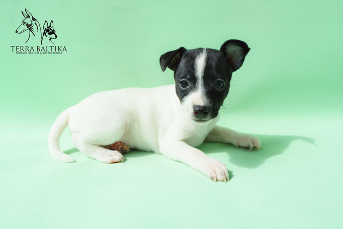 #тойфокстерьер #амертой #террабалтика #toyfoxterrier #terrabaltika #puppies #kennel