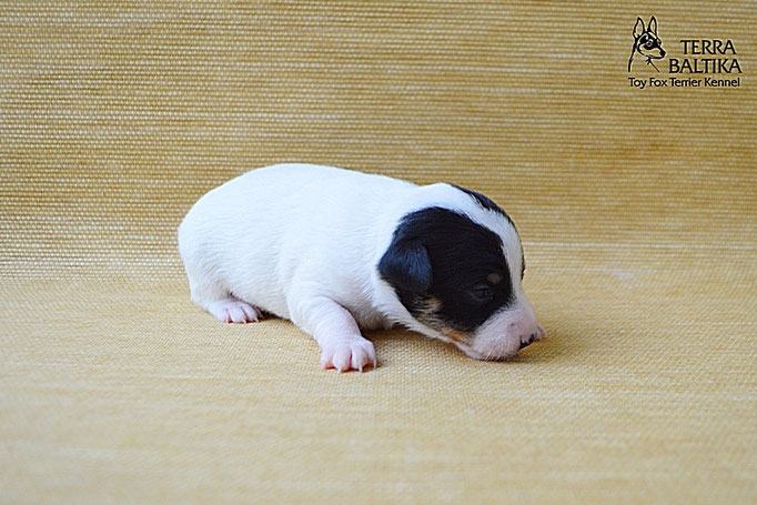#тойфокстерьер #амертой #террабалтика #toyfoxterrier #terrabaltika #puppies #kennel