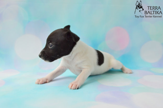 #тойфокстерьер #амертой #террабалтика #toyfoxterrier #terrabaltika #puppies #kennel